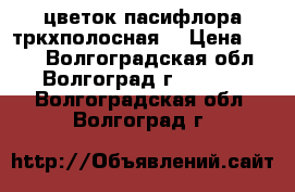  цветок пасифлора тркхполосная  › Цена ­ 150 - Волгоградская обл., Волгоград г.  »    . Волгоградская обл.,Волгоград г.